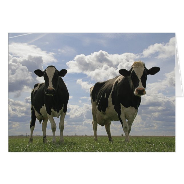 Deux vaches frisonnes (Devant horizontal)