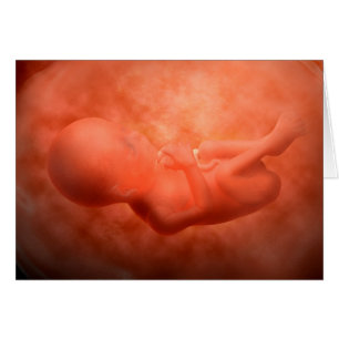Développement de foetus à 24 semaines
