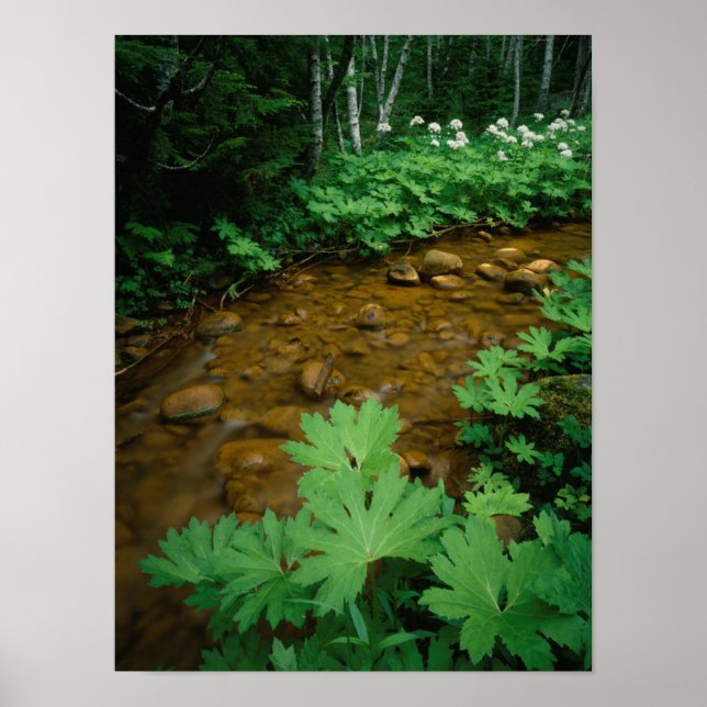 Devils Club lining a stream in Mt. Rainier Poster (Vorne)