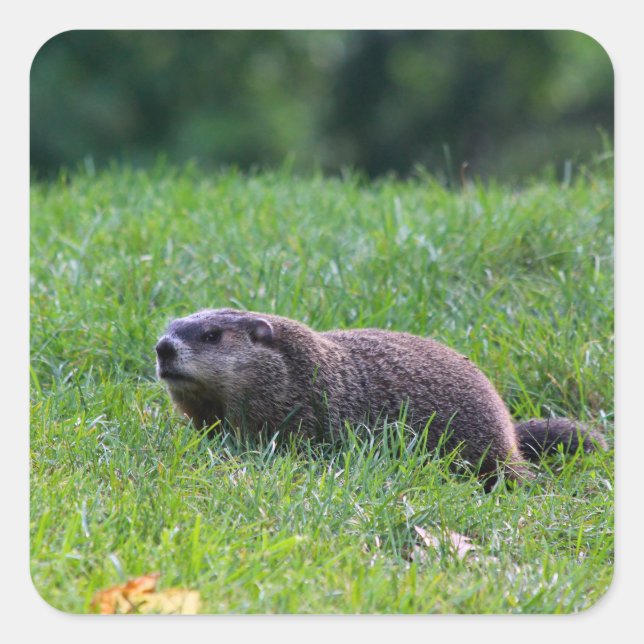 Devil's Hole Digger Quadratischer Aufkleber (Vorderseite)