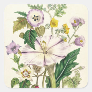 Devil's Trumpet, Teller 46 von "The Ladys" Quadratischer Aufkleber