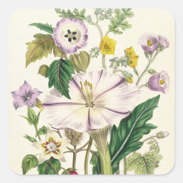 Devil's Trumpet, Teller 46 von "The Ladys" Quadratischer Aufkleber (Vorderseite)