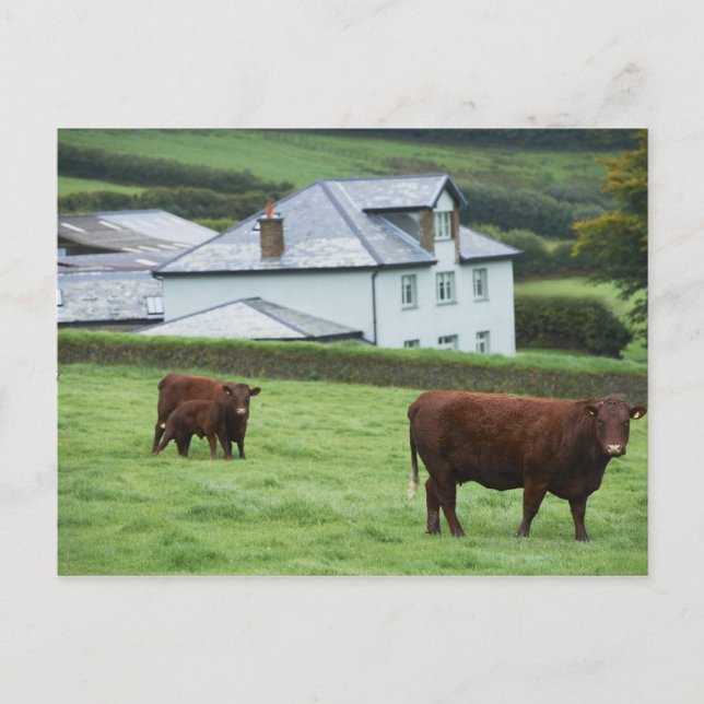 Devon, England Postkarte (Vorderseite)