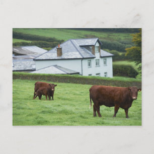 Devon, England Postkarte