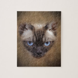 Devon Rex Katzengesicht