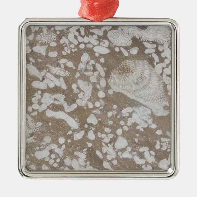 Devonian Fossil Brown & White Christmas Ornament (Vorne)