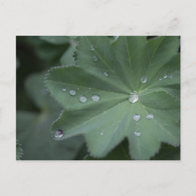 Dew auf einem Blatt Postkarte (Vorderseite)