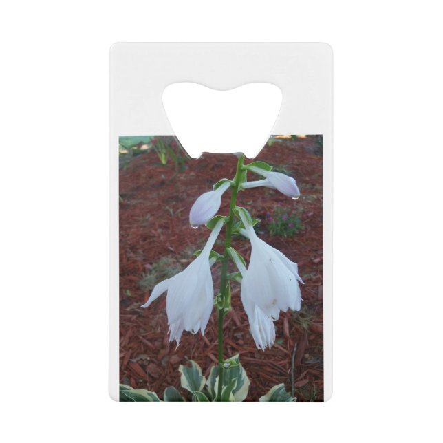 Dew auf einem Sun Hosta Bloom Geldbeutel Flaschenöffner (Vorderseite)