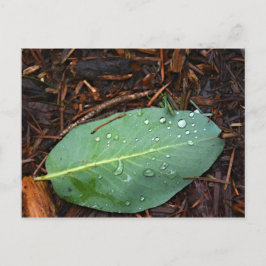 Dew Dappled Leaf Postkarte