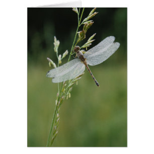 Dew deckte Darner Dragonfly