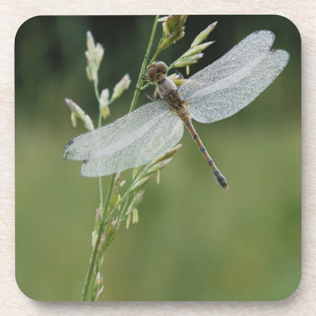 Dew deckte Darner Dragonfly Getränkeuntersetzer (Vorderseite)