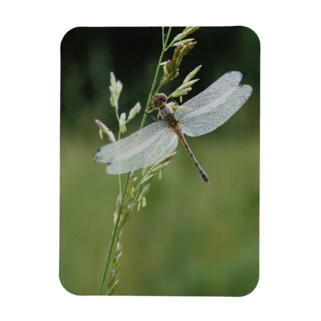 Dew deckte Darner Dragonfly Magnet (Vertikal)