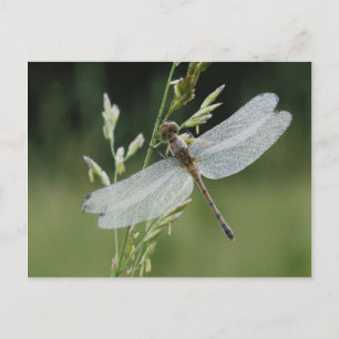 Dew deckte Darner Dragonfly Postkarte
