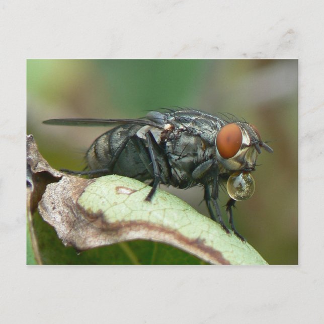 Dew Drop Fly Postcard. Postkarte (Vorderseite)