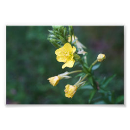 Dew Drop Intimität Fotodruck