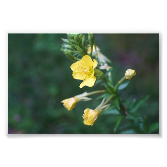 Dew Drop Intimität Fotodruck (Vorne)