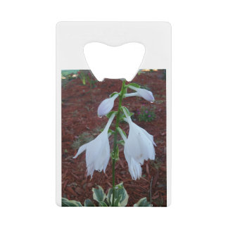 Dew sur une fleur Sun Hosta