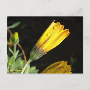 Dew sur une marguerite jaune - Carte postale