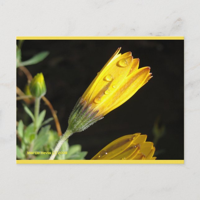 Dew sur une marguerite jaune | Carte postale Blue  (Devant)