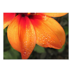 Dewdrop-Dahlie 14x10 Fotodruck