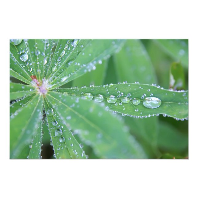 Dewdrop Fotodruck (Vorne)