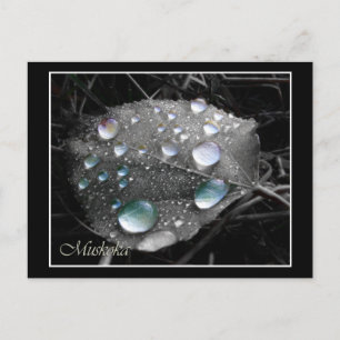 Dewdrop Leaf Postkarte