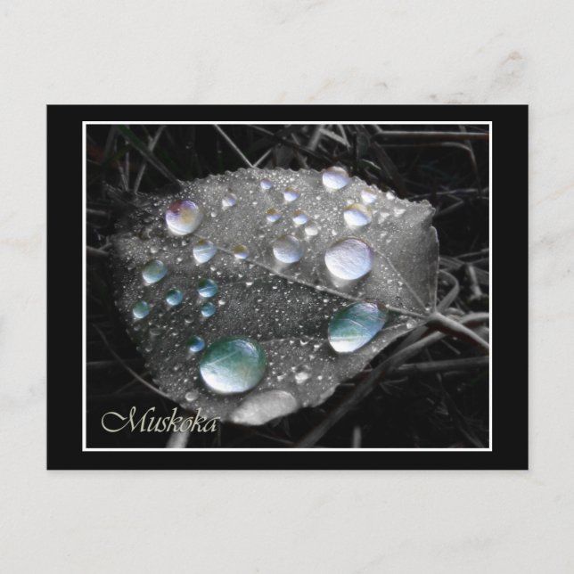 Dewdrop Leaf Postkarte (Vorderseite)