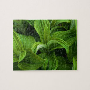 Dewdrops auf einem falschen Helabore