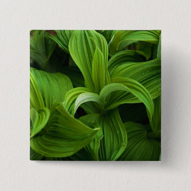 Dewdrops auf einem falschen Helabore Button (Vorderseite)