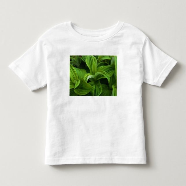 Dewdrops auf einem falschen Helabore Kleinkind T-shirt (Vorderseite)