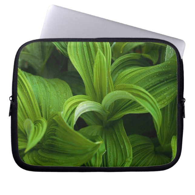 Dewdrops auf einem falschen Helabore Laptopschutzhülle (Vorderseite)