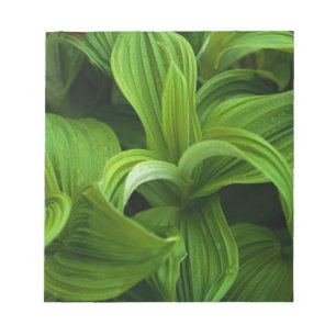 Dewdrops auf einem falschen Helabore Notizblock