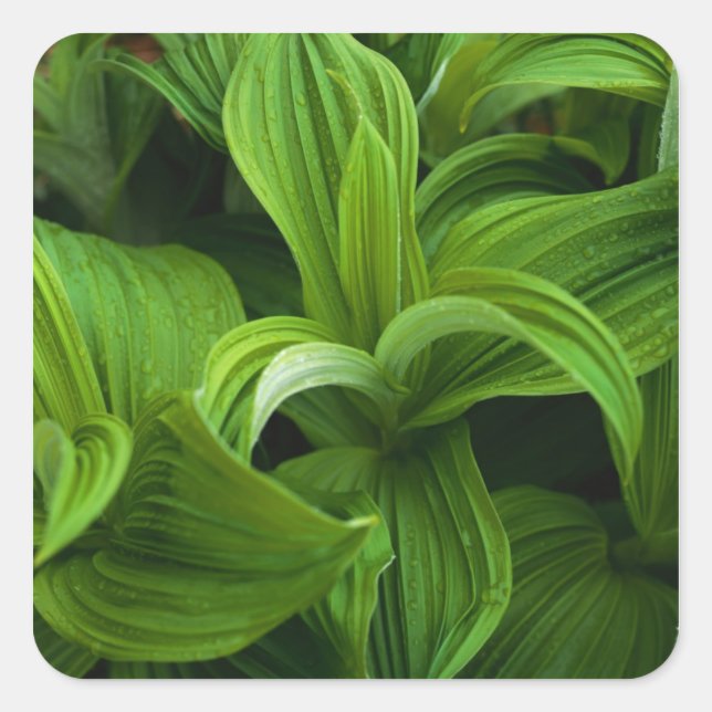 Dewdrops auf einem falschen Helabore Quadratischer Aufkleber (Vorderseite)