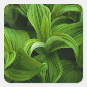 Dewdrops auf einem falschen Helabore Quadratischer Aufkleber