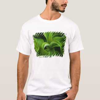 Dewdrops auf einem falschen Helabore T-Shirt