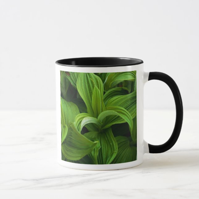 Dewdrops auf einem falschen Helabore Tasse (Rechts)