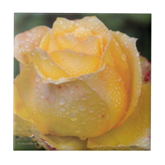 Dewdrops auf gelber Rose - Keramik-Fliese Fliese (Vorderseite)