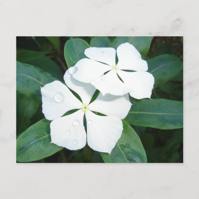 Dewdrops auf Weiß Postkarte (Vorderseite)