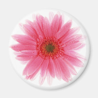 Dewy Pink Gerbera Blume Magnet
