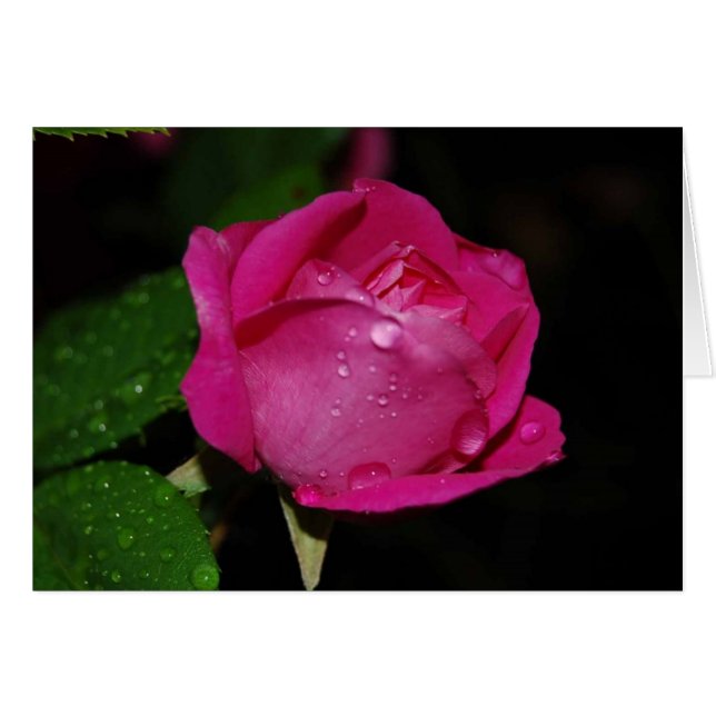 Dewy-Rose (Vorderseite (Horizontal))