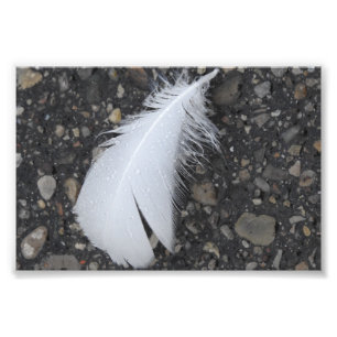 Dewy White Feather Fotodruck