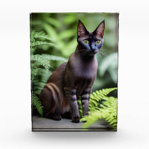 Dexter, die schwarze Siamkatze, Foto Block