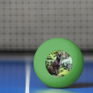 Dexter, die schwarze Siamkatze, Ping Pong Ball Tischtennisball