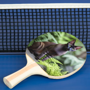 Dexter die schwarze Siamkatze, Ping Pong Paddle Tischtennis Schläger