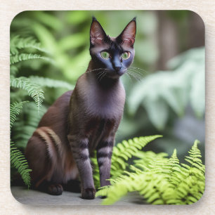 Dexter, die schwarze Siamkatze, Untersetzer