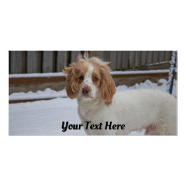 Dexter im Schnee - Glossy Poster Print