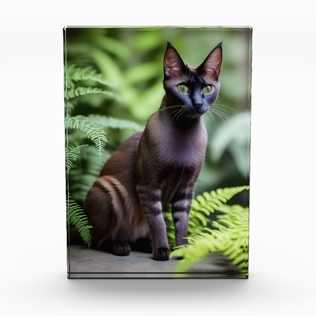 Dexter Le Chat Siamois Noir, Bloc Photo (Devant)