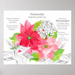 Dezember-Geburtsblume Blumensprache Poster