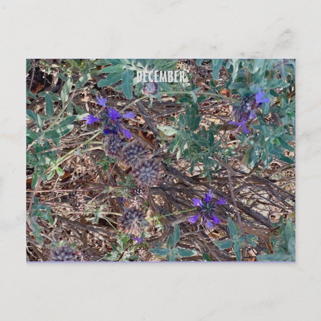 DEZEMBER POSTKARTE (Vorderseite)