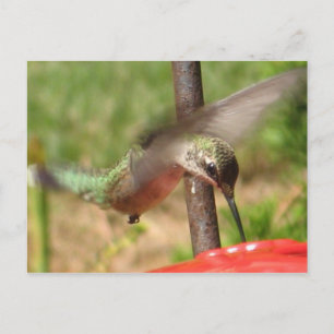 DG- Hummer-Postkarte Postkarte